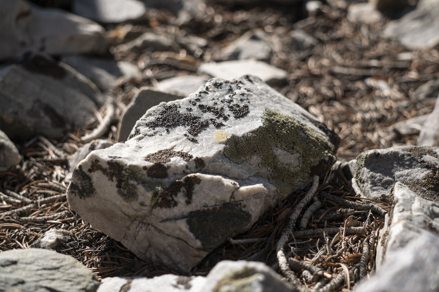 A white stone with several different colors and textures of lichen